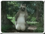 asianballs.gif