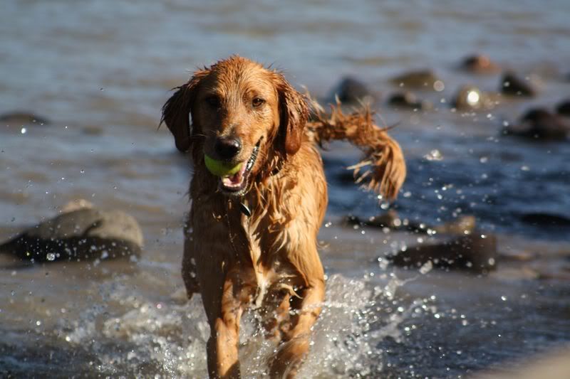 baywatch_dog.jpg