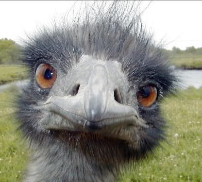 emu.jpg