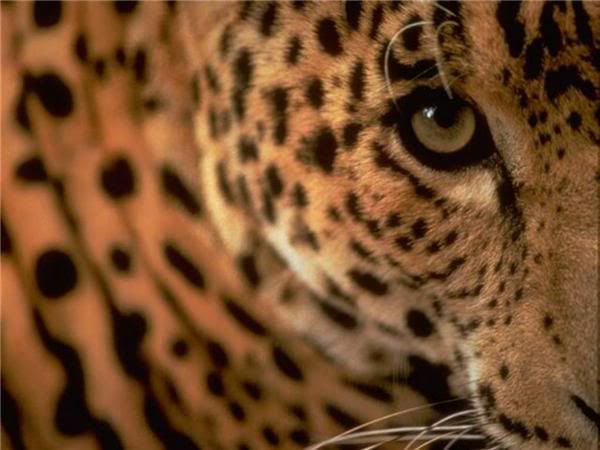 leopard_1600.jpg