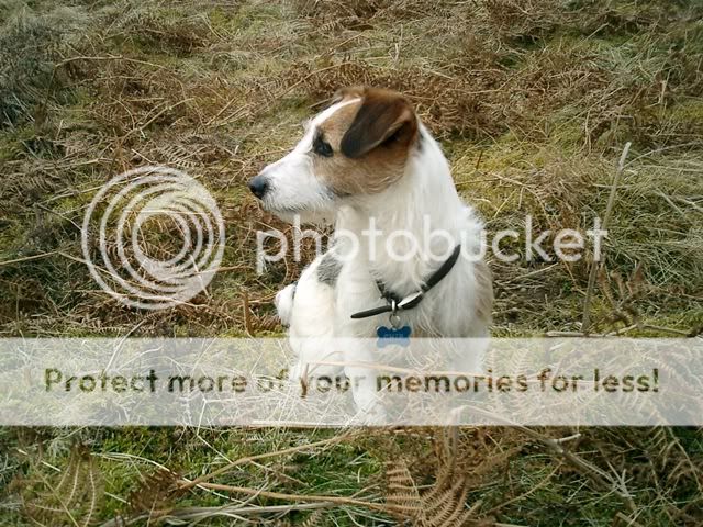dog_photo.jpg