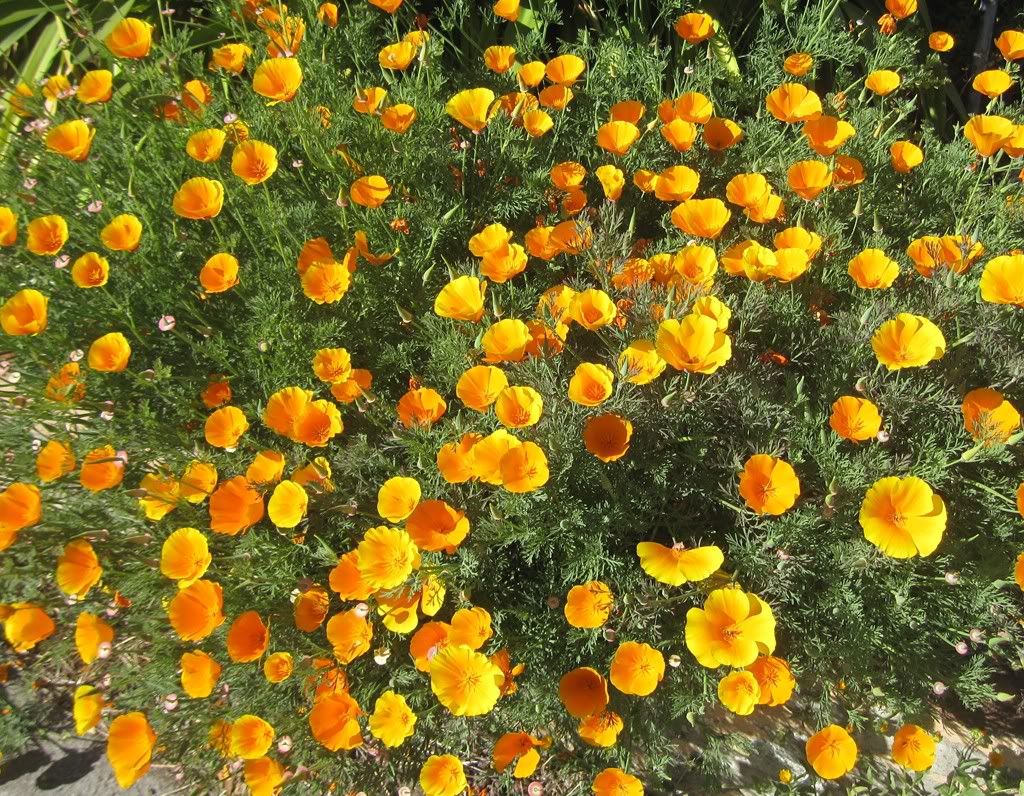 flowers_poppies01.jpg