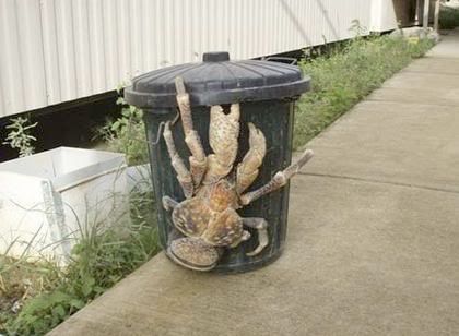 giant-coconut-crab.jpg
