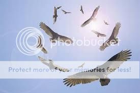 vultures.jpg