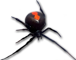 button-spider2.jpg