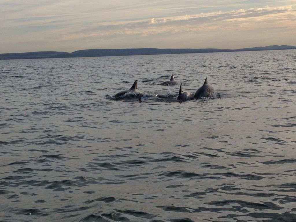 Dolphins.jpg