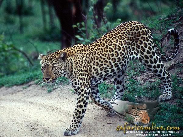 leopard5.jpg