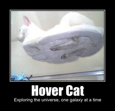 hover-cat-3.jpg