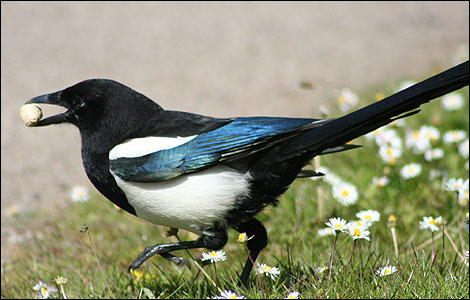 magpie470_470x300.jpg