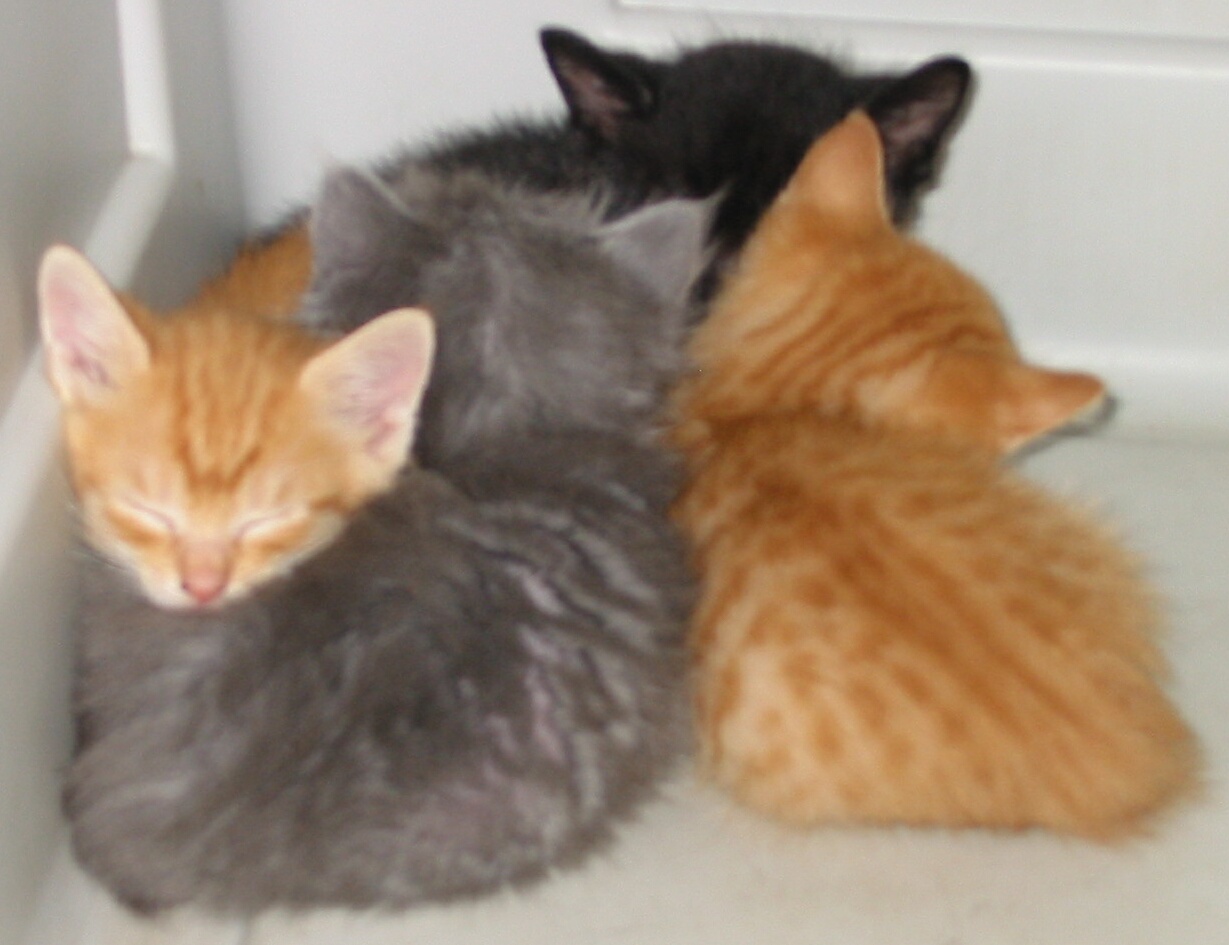 four_sleeping_in%20crate2.jpg