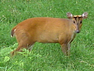 Muntjac_deer.JPG