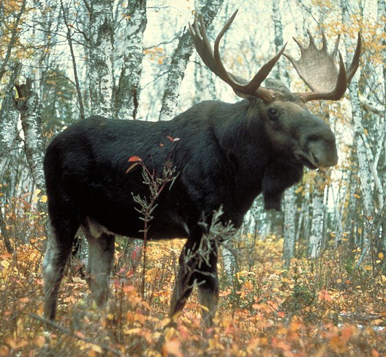 moose.jpg