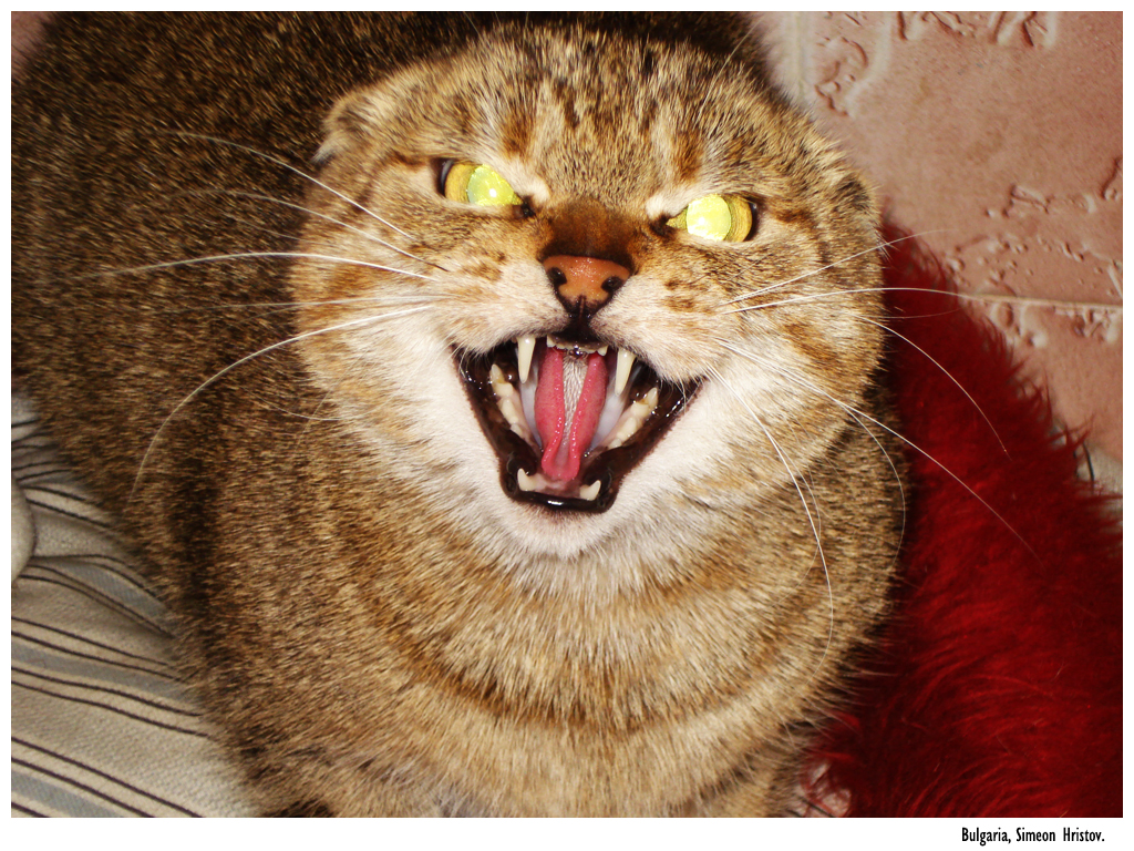 Evil_Cat_II_by_Simobg.jpg