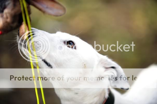 lilyflower.jpg