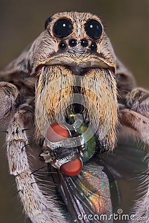 wolf-spider-with-fangs-in-fly-thumb3746374.jpg