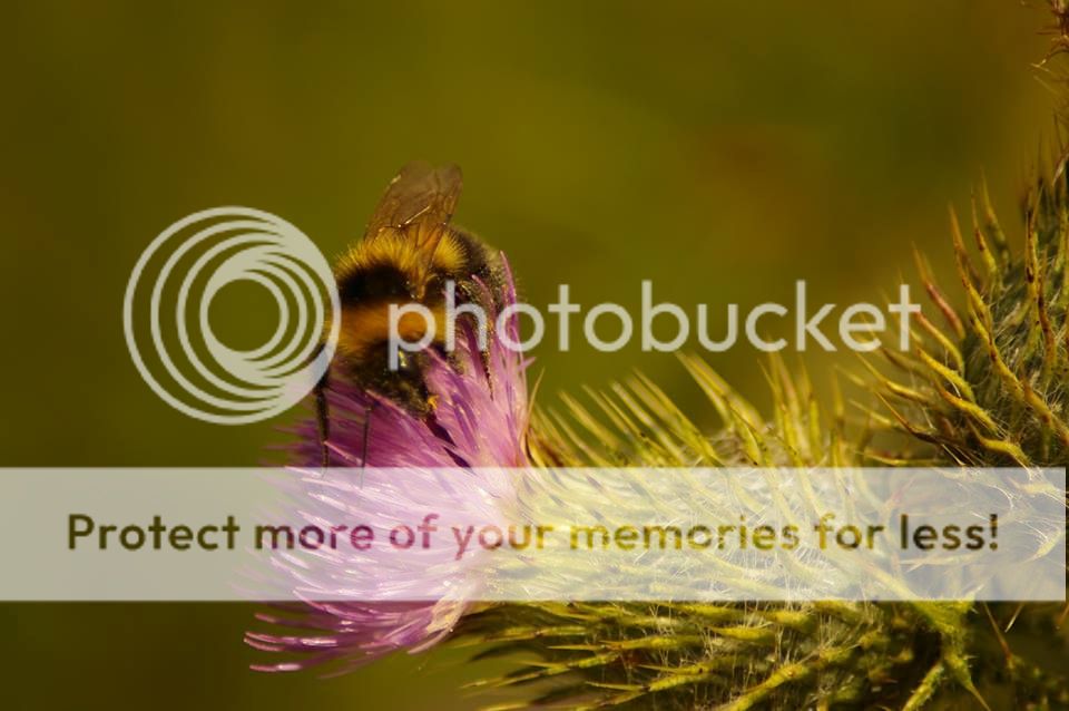 bee_zpsb706f886.jpg