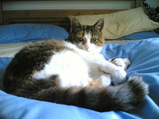 CosworthTheCat.jpg