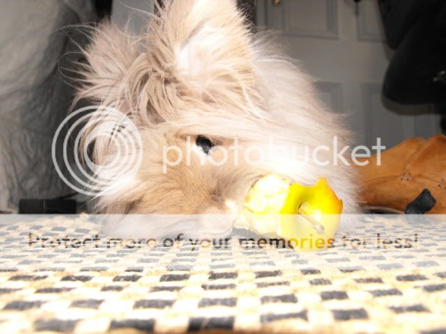 Bunny005.jpg
