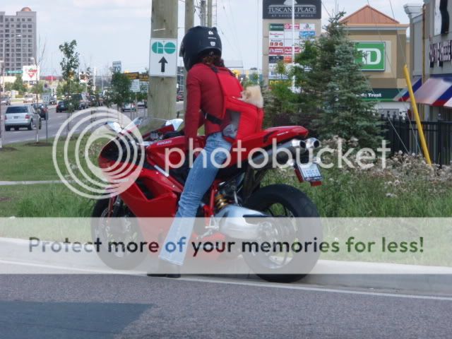 DucatiDogp7250001o.jpg