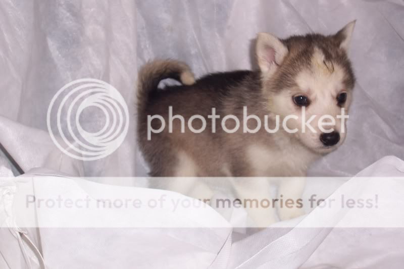 Timmue-pup2.jpg