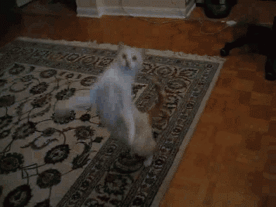 tumblr_msgw389GYE1sa9d4vo1_400.gif