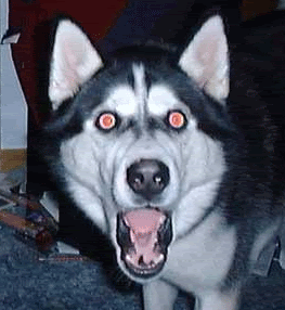 PsychoDug.gif