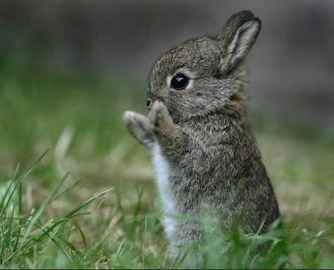 cute_bunny.jpg