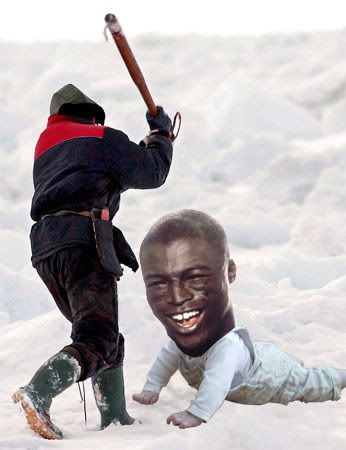club_baby_seals.jpg