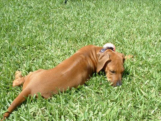 small-image-baja-on-grass.jpg