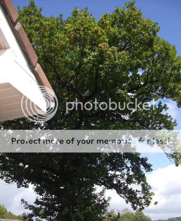 Tree.jpg