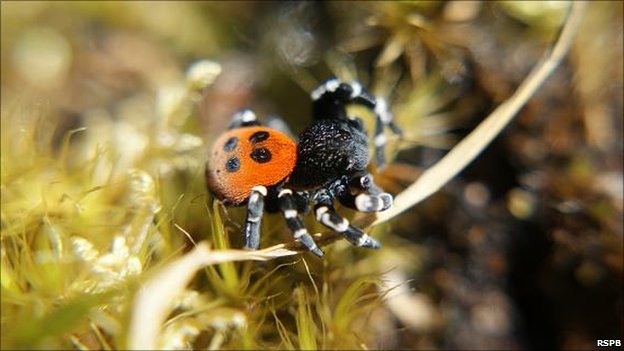 _54534173_ladybirdspider.jpg