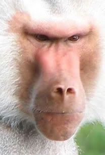 baboon01.jpg