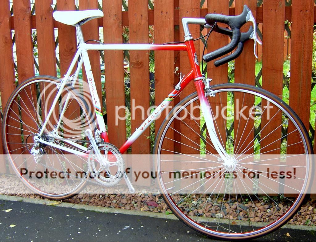gazelle3.jpg