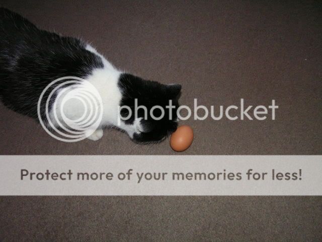 egg001.jpg
