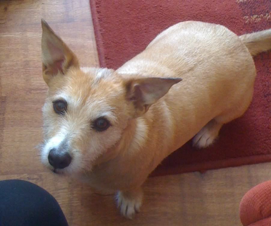 cassie.jpg