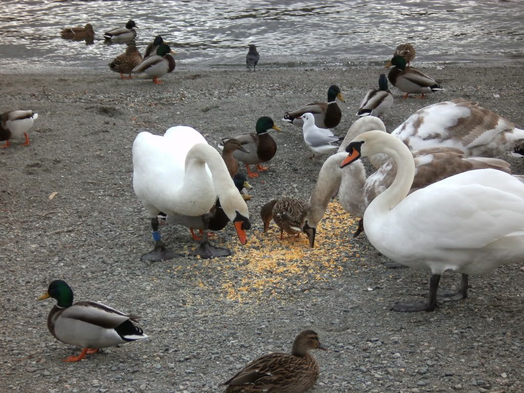 PICT0010.jpg