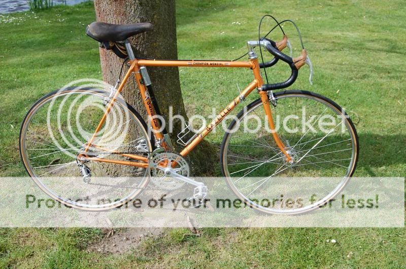 gazellef.jpg