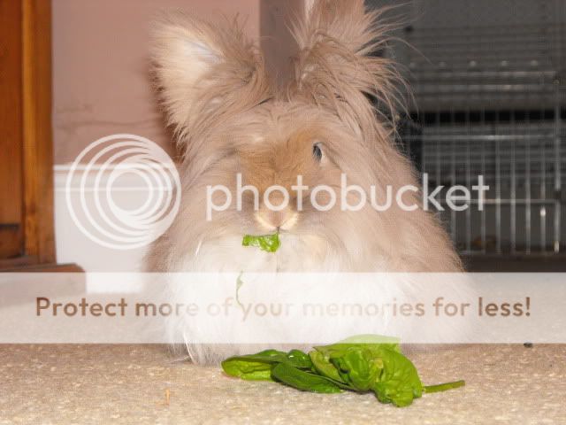 Bunny009.jpg