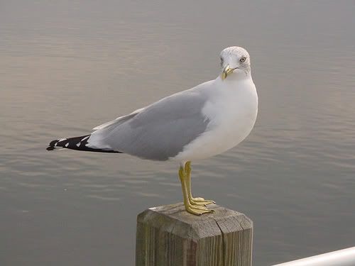 parrot.jpg