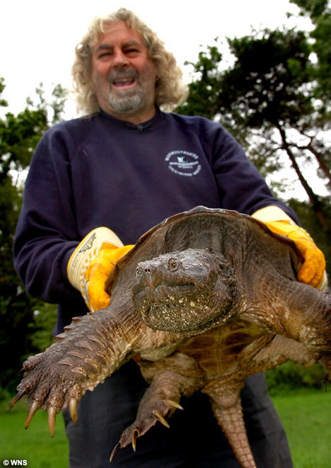 TurtleWNS_468x661.jpg