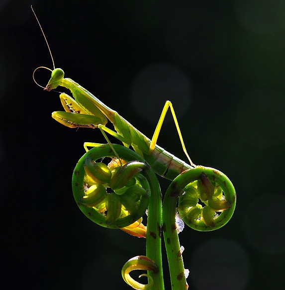 mantis+cycle.jpg