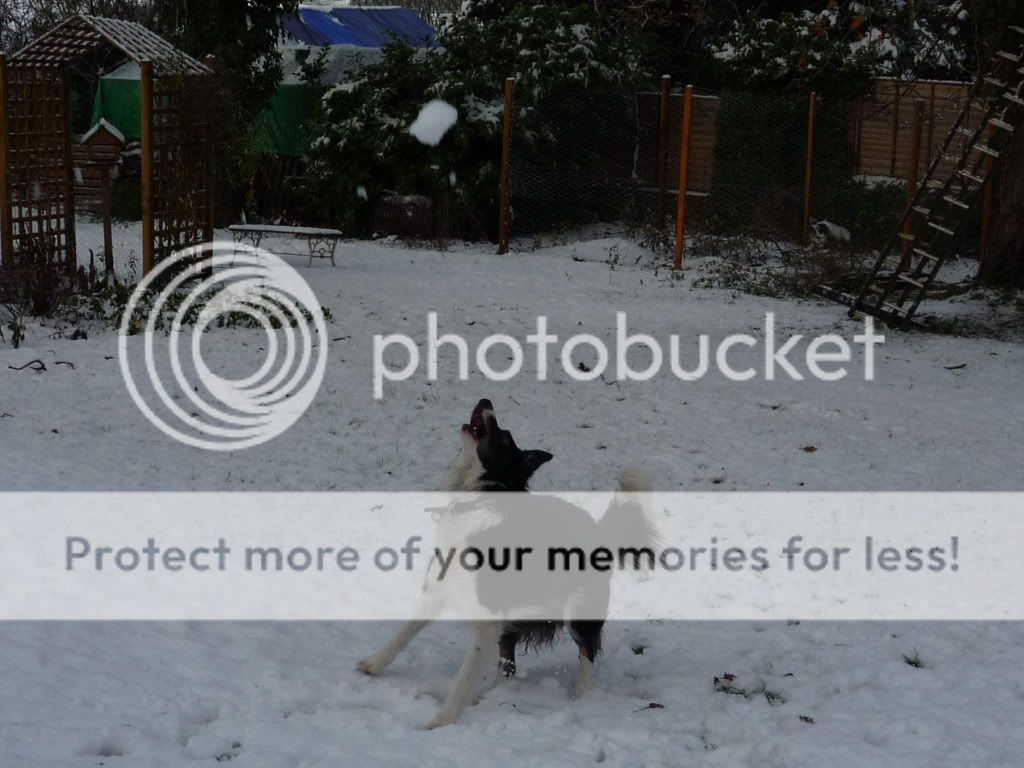 snowxmas2009054.jpg