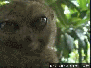 BigEyes_zps932f952e.gif
