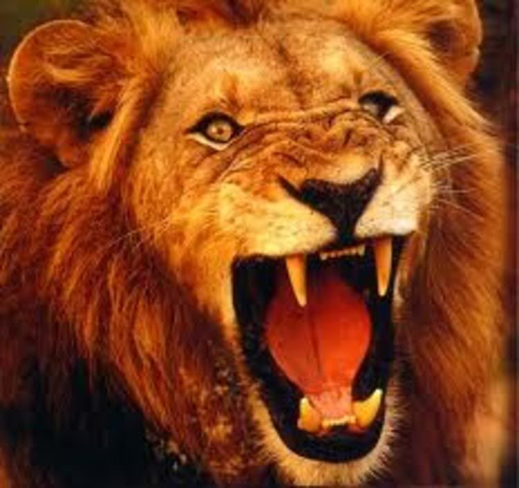 lion-jawsjpg-4_zps311e14a5.jpg