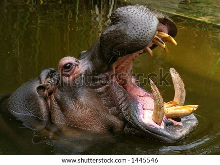 stock-photo-hippo-with-mouth-open-1445546.jpg