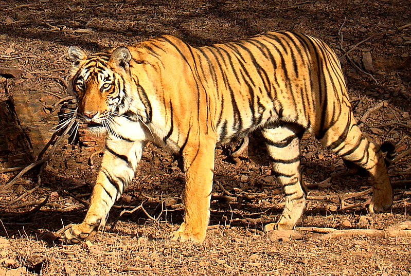 800px-Tiger_in_Ranthambhore.jpg