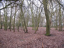 220px-Oxleas_Wood_-_geograph.org.uk_-_1134186.jpg