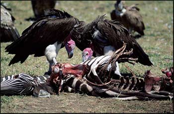 vulture-pictures.jpg