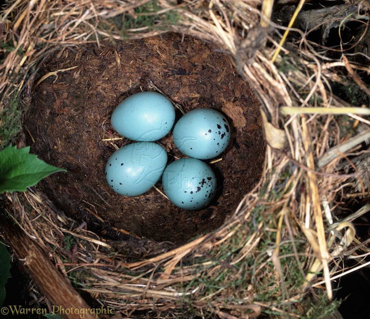 05571-Song-Thrush-nest.jpg